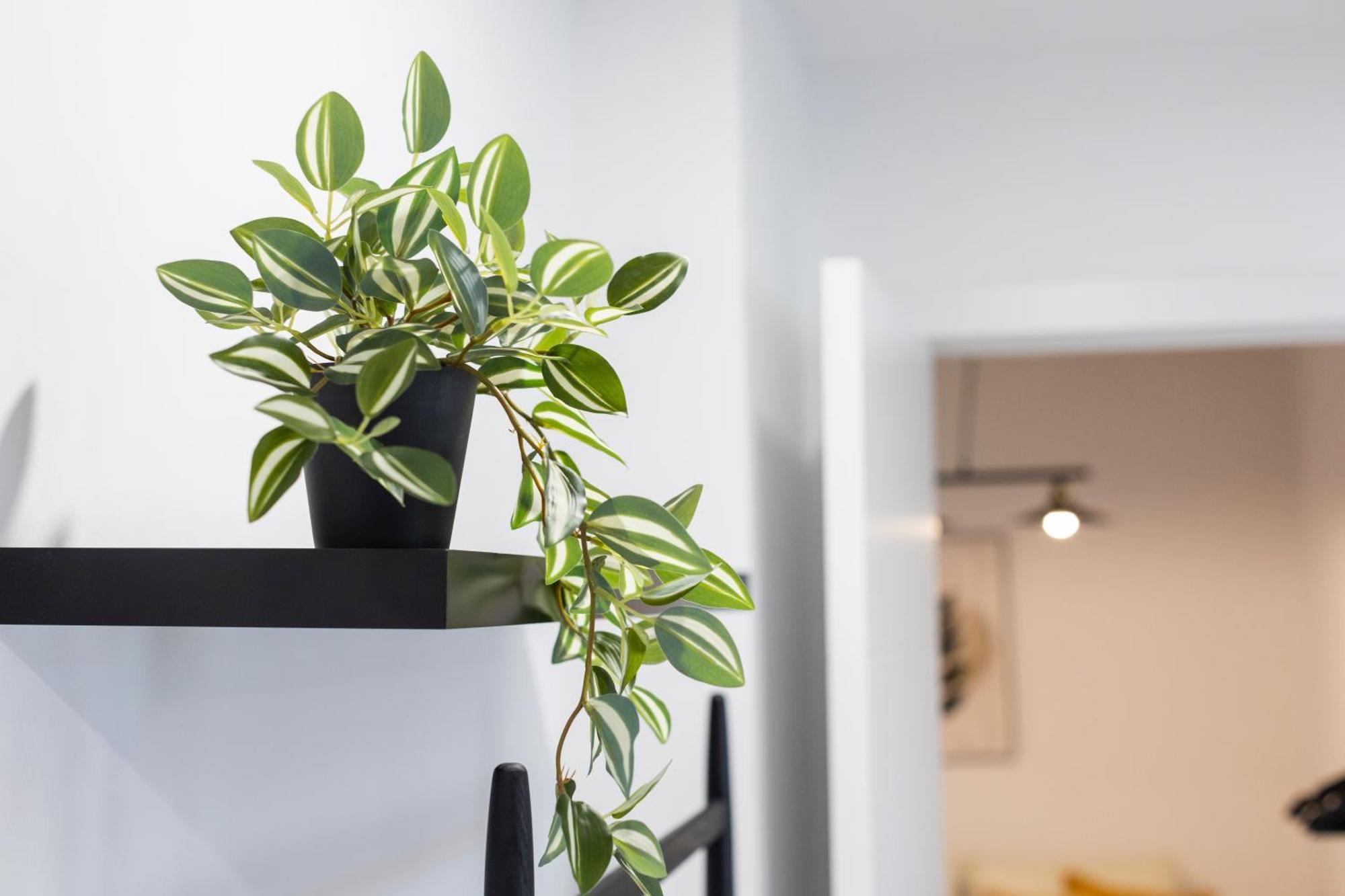 Apartamentos Gurugu 里瓦德奥 外观 照片